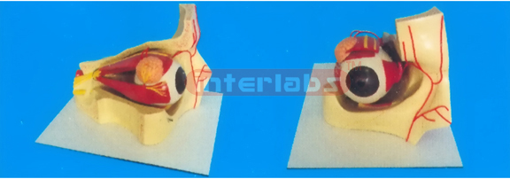 COLOURED EYE AND EYELID ANATOMICAL MODEL